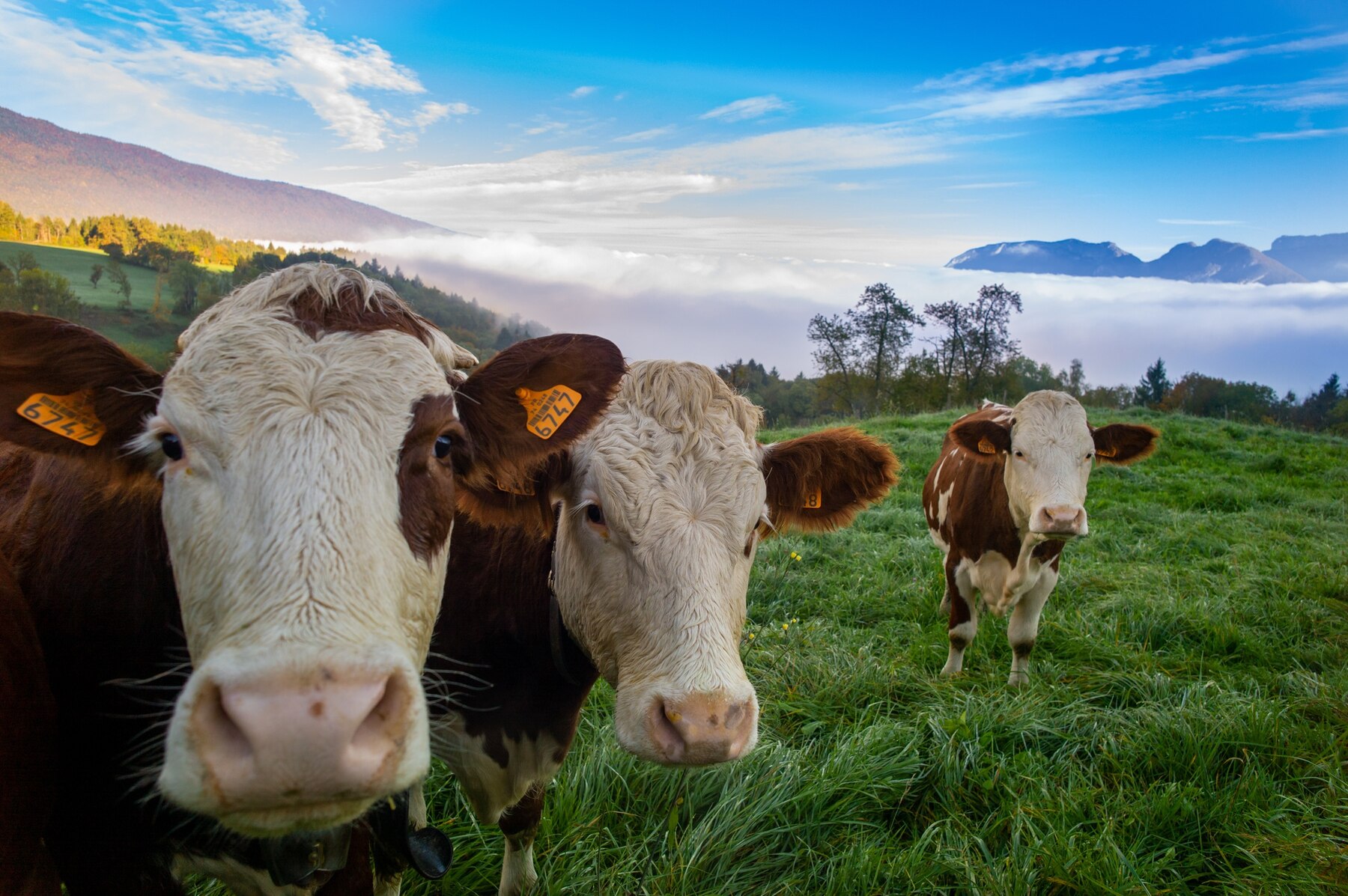 Livestock Protection